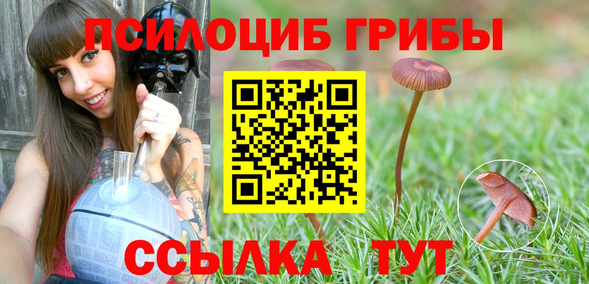 Галлюциногенные грибы Psilocybine cubensis Кинешма